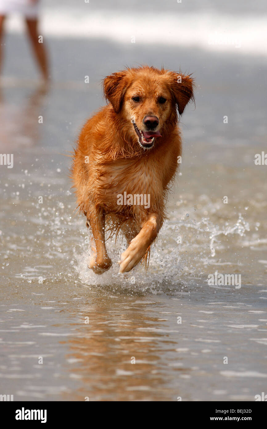 Corolla, NC: un giovane golden retriever gioca nell'acqua sulla spiaggia in Carolina del Nord Foto Stock