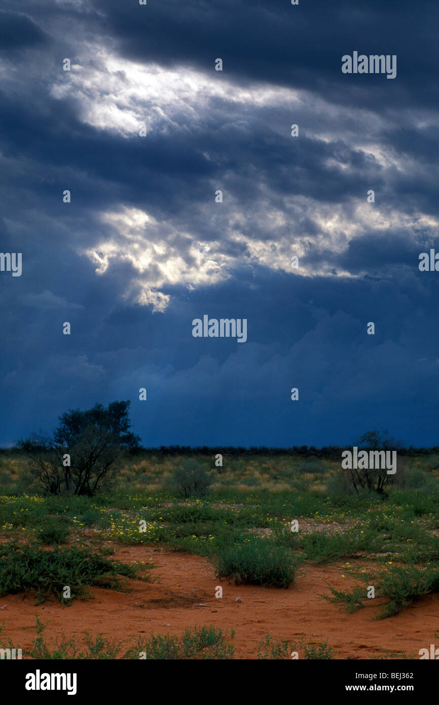 Pioggia nuvole sopra il deserto del Kalahari, Kgalagadi Tranfrontier Park, Sud Africa Foto Stock