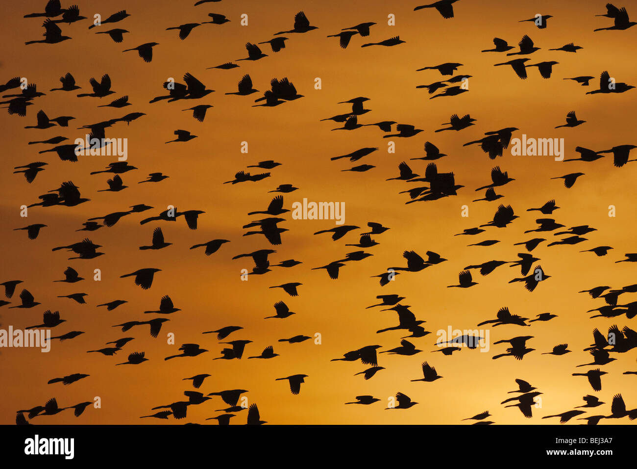 Grande-tailed Grackle (Quiscalus mexicanus), gregge al tramonto, saldatore Wildlife Refuge, Sinton, Texas, Stati Uniti d'America Foto Stock