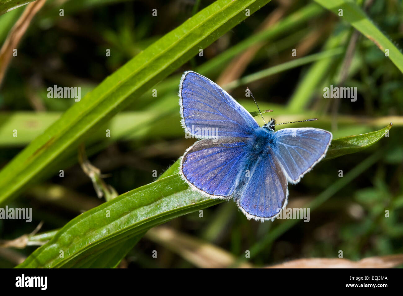 Comune di Blue Butterfly Polymmatus Icaro Foto Stock