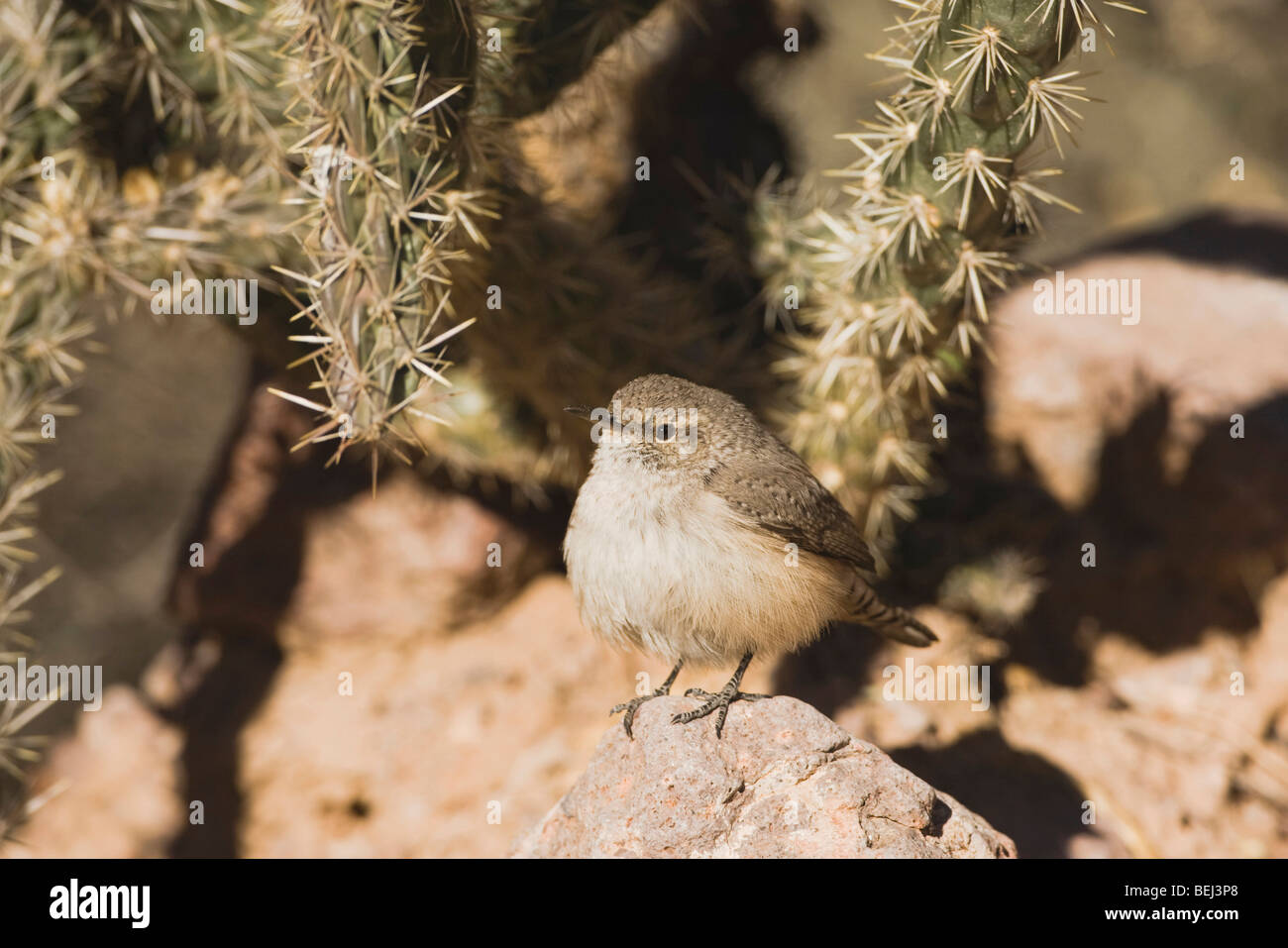 Rock Wren (Salpinctes obsoletus),adulto, Bosque del Apache National Wildlife Refuge , Nuovo Messico, STATI UNITI D'AMERICA Foto Stock