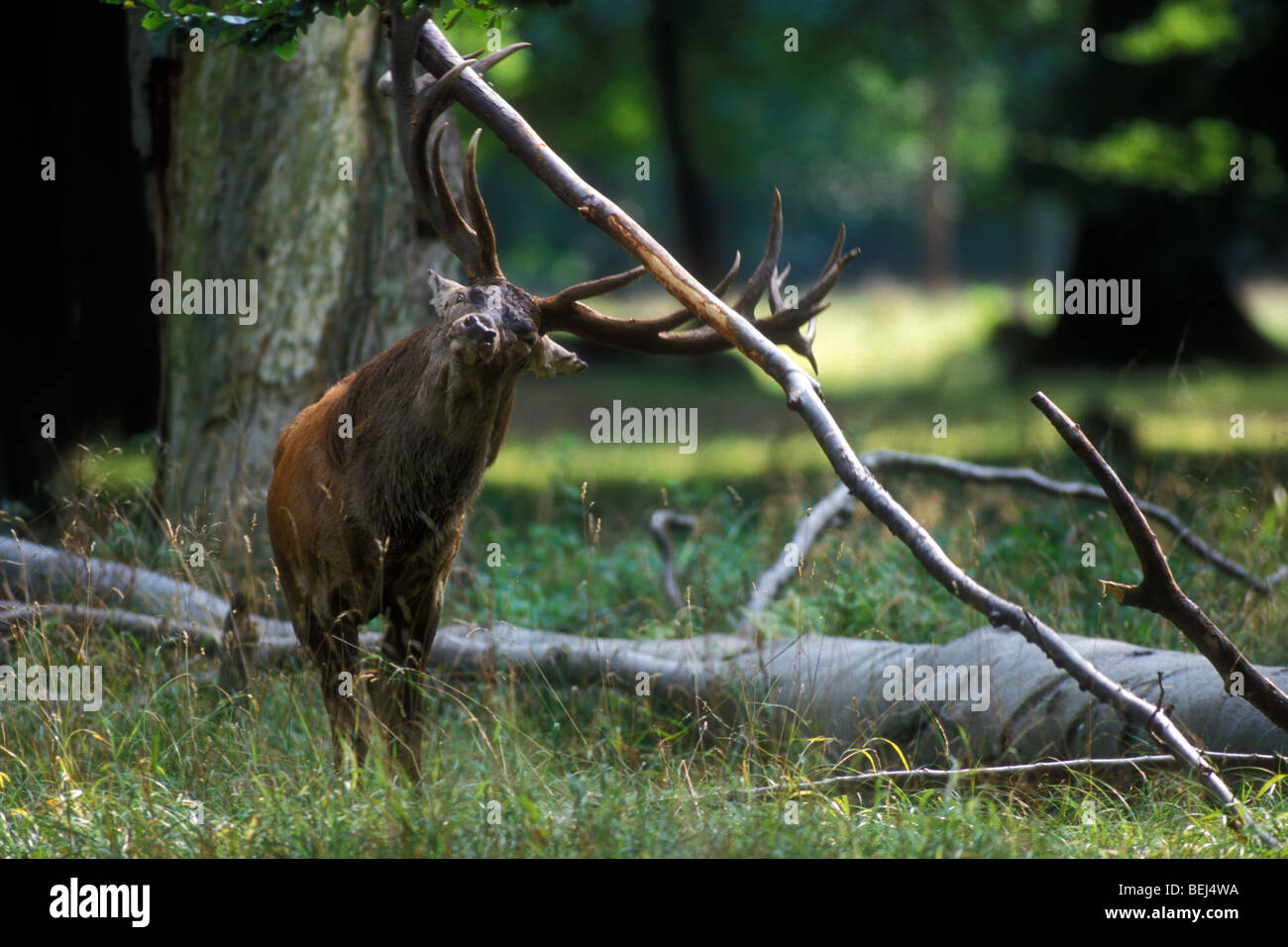 Red Deer cervo (Cervus elaphus) distruggendo filiale di grandi dimensioni con le sue corna nella foresta per mostrare la sua forza durante la routine in autunno Foto Stock