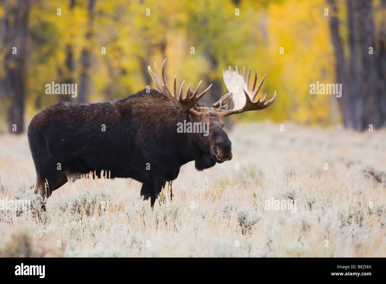 Alci (Alces alces), Bull, Grand Teton NP,Wyoming, STATI UNITI D'AMERICA Foto Stock