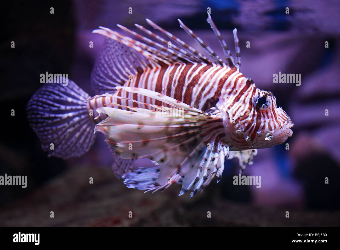 Pterois volitans, pesci tropicali Foto Stock