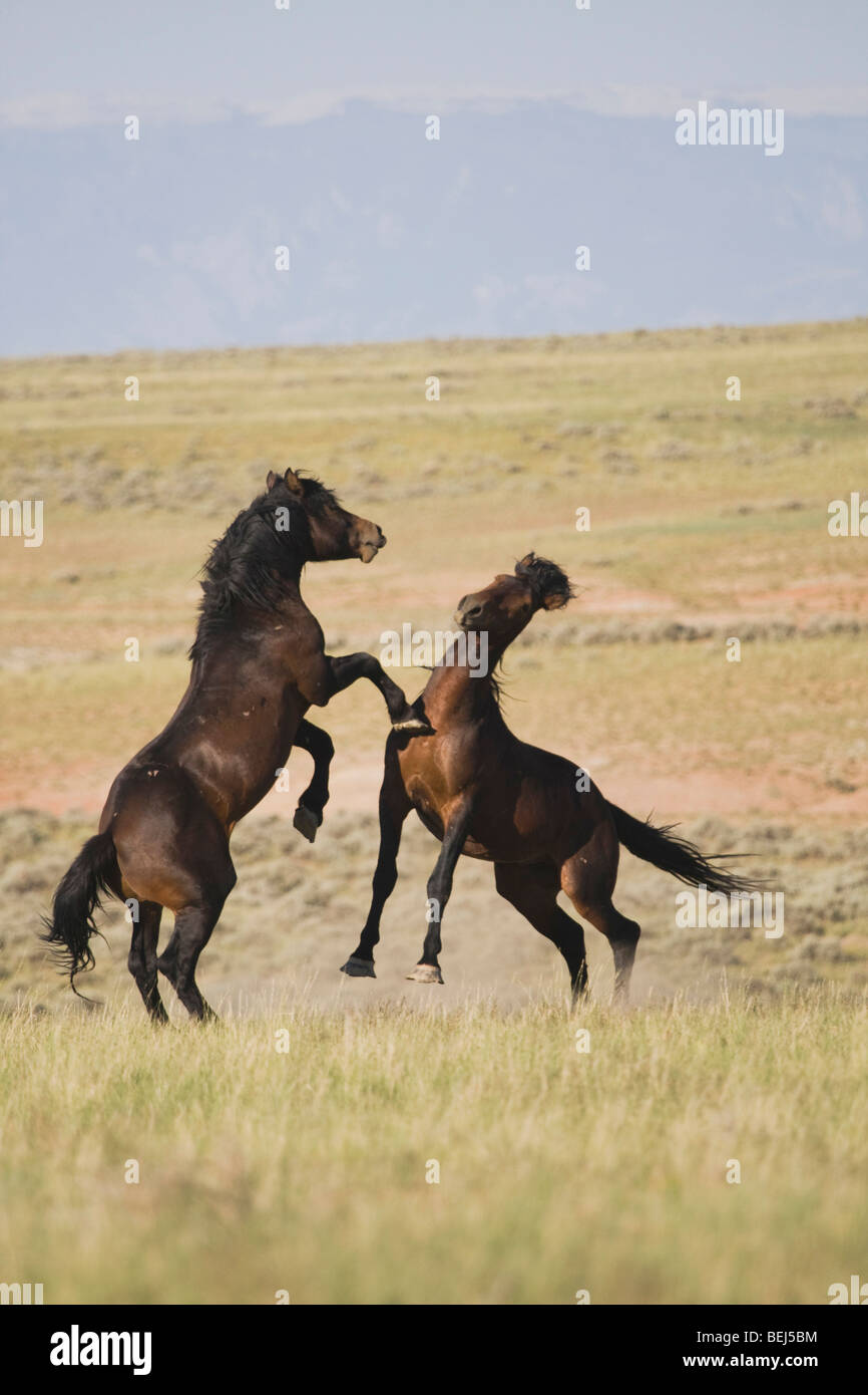 Mustang Cavallo (Equus caballus), stalloni combattimenti Pryor Mountain Wild Horse gamma, Montana, USA Foto Stock