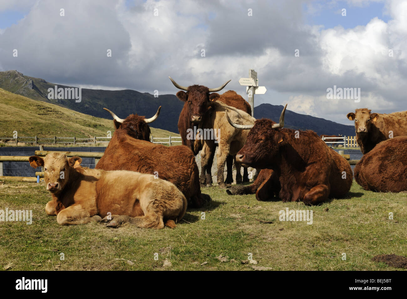 Il pascolo di bestiame accanto a un sentiero segno sul lato del Plomb du Cantal, Super-Lioran, Francia Foto Stock