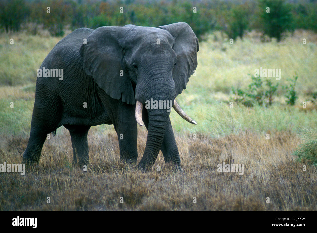 Elefante africano (Loxodonta africana) sulla savana, Kruger National Park, Sud Africa Foto Stock