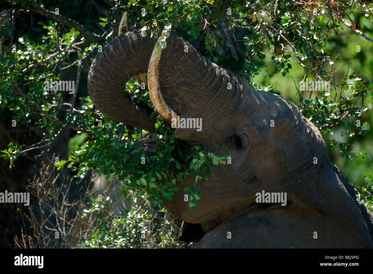 Elefante africano (Loxodonta africana) nella boccola di mangiare le foglie da albero, Kruger National Park, Sud Africa Foto Stock