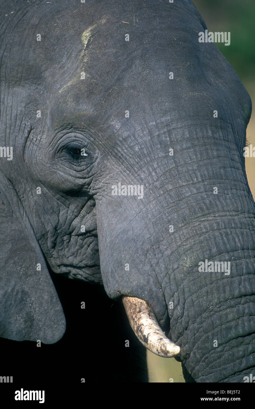 Elefante africano (Loxodonta africana), in prossimità di capo e tronco, il Parco Nazionale Kruger, Sud Africa Foto Stock