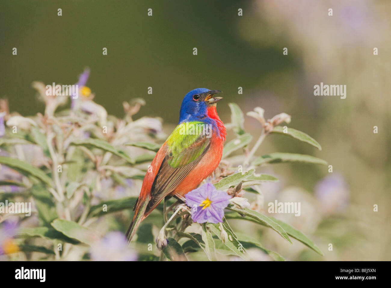 Dipinto di Bunting (Passerina ciris), maschio cantando su Silverleaf Nightshade,Sinton, Corpus Christi, Coastal Bend, Texas, Stati Uniti d'America Foto Stock