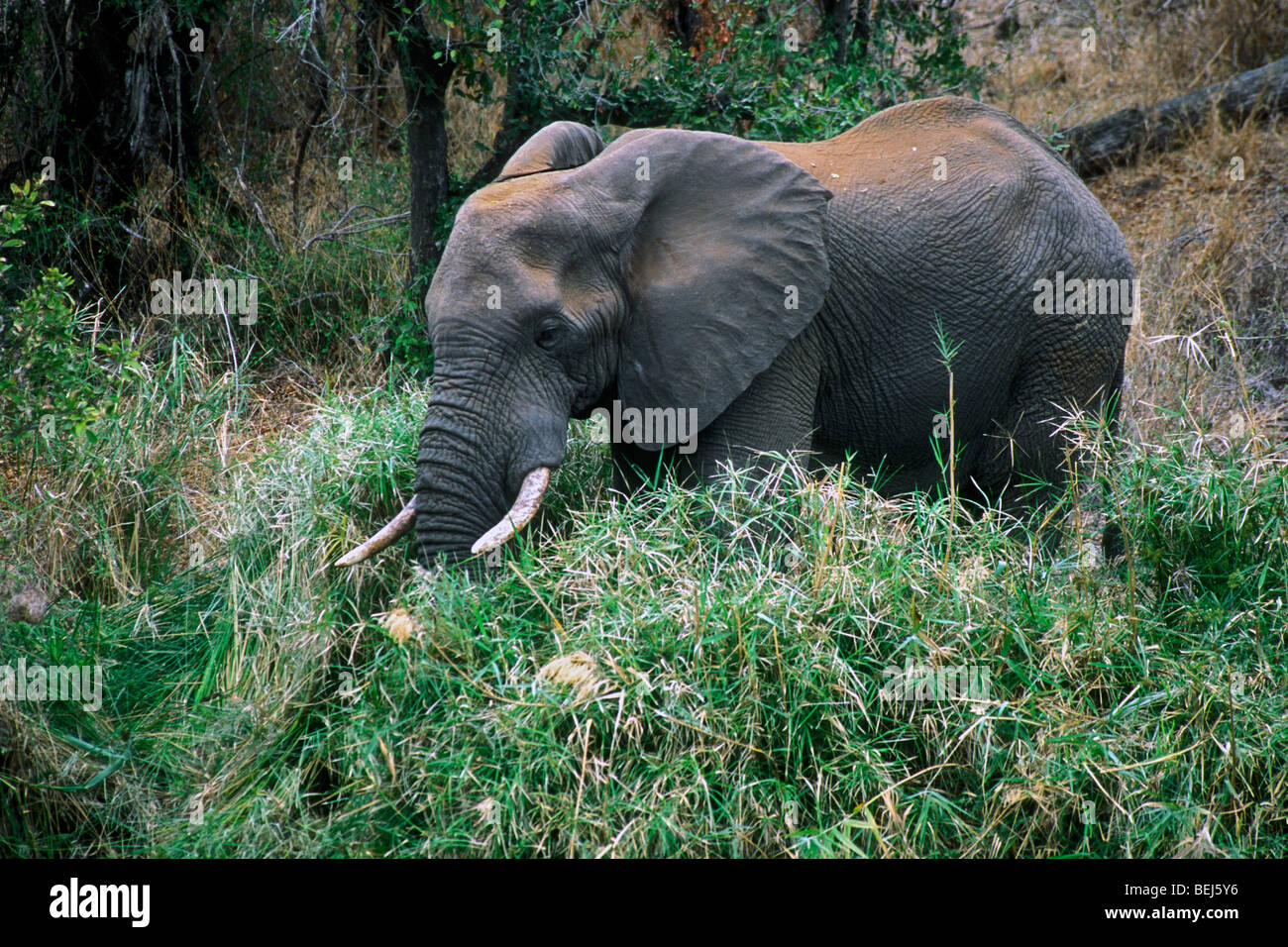 Elefante africano (Loxodonta africana) rovistando nella fitta vegetazione, il Parco Nazionale Kruger, Sud Africa Foto Stock