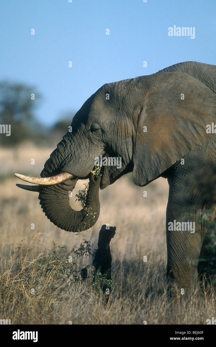 Elefante africano (Loxodonta africana) nella boccola di mangiare le foglie da albero, Kruger National Park, Sud Africa Foto Stock