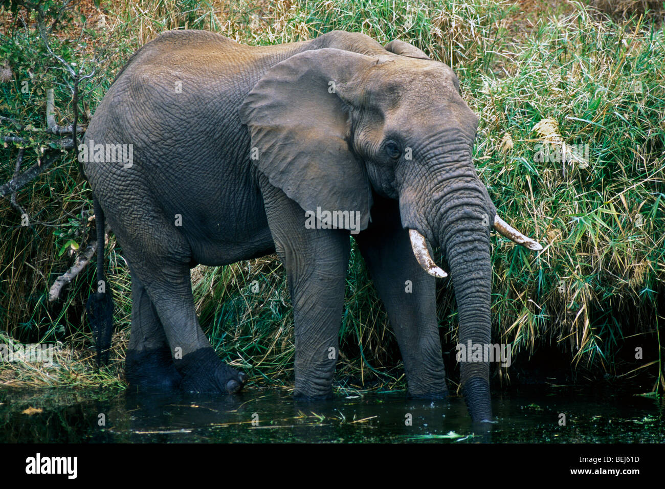 Elefante africano (Loxodonta africana) acqua potabile da stagno nel bush, il Parco Nazionale Kruger, Sud Africa Foto Stock