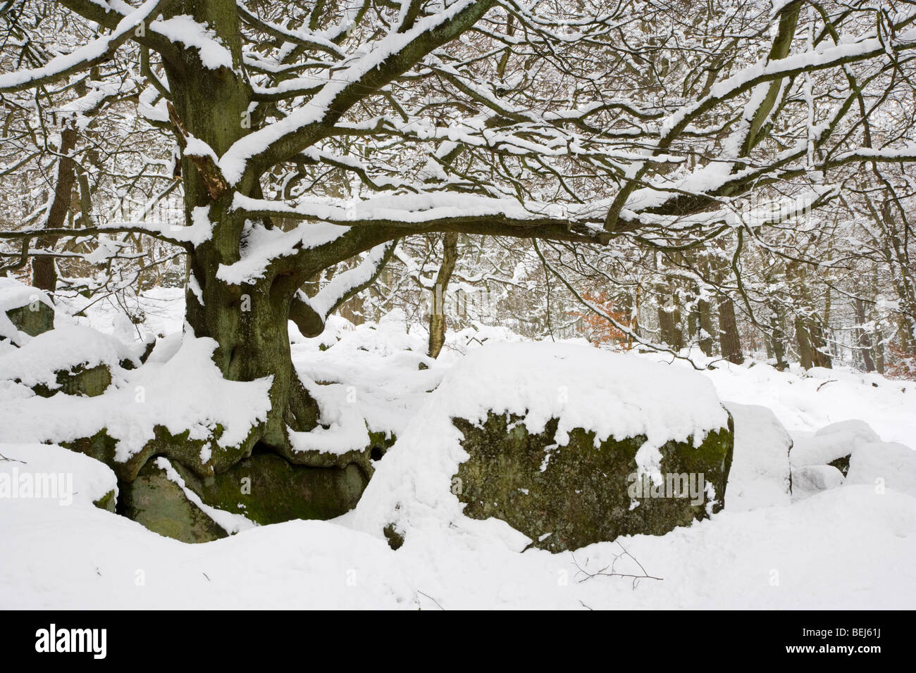 Bosco sotto una coltre di neve a Padley Gorge sul Longshaw tenuta vicino a Hathersage in Peak District nel Derbyshire Foto Stock