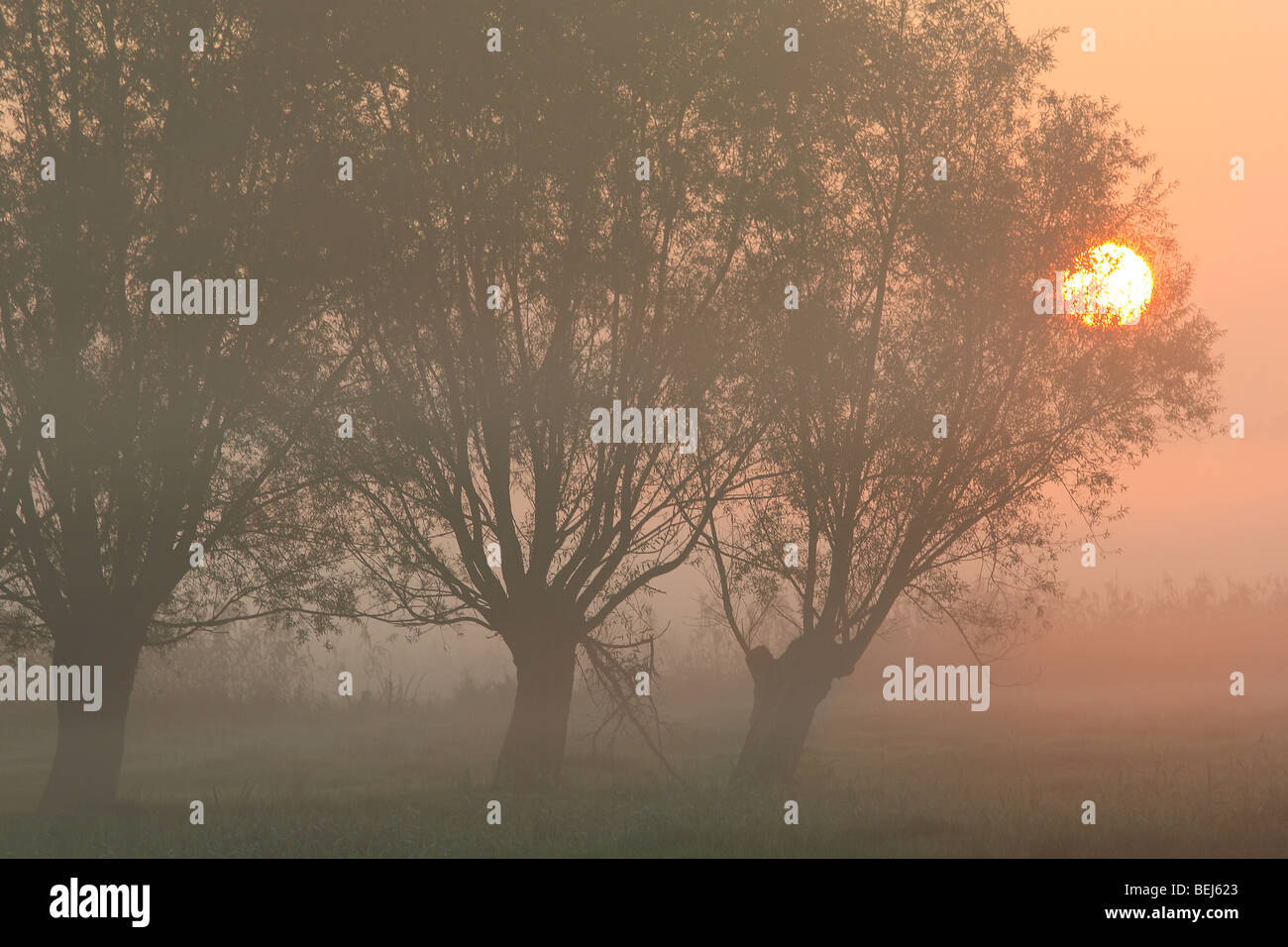 Fila di pollard salici (Salix sp.) con sunrise e la nebbia, Belgio Foto Stock