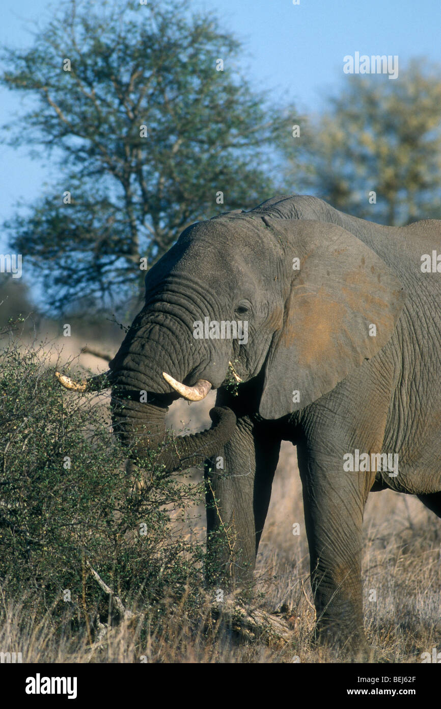 Elefante africano (Loxodonta africana) nella boccola di mangiare le foglie da arbusto, Kruger National Park, Sud Africa Foto Stock