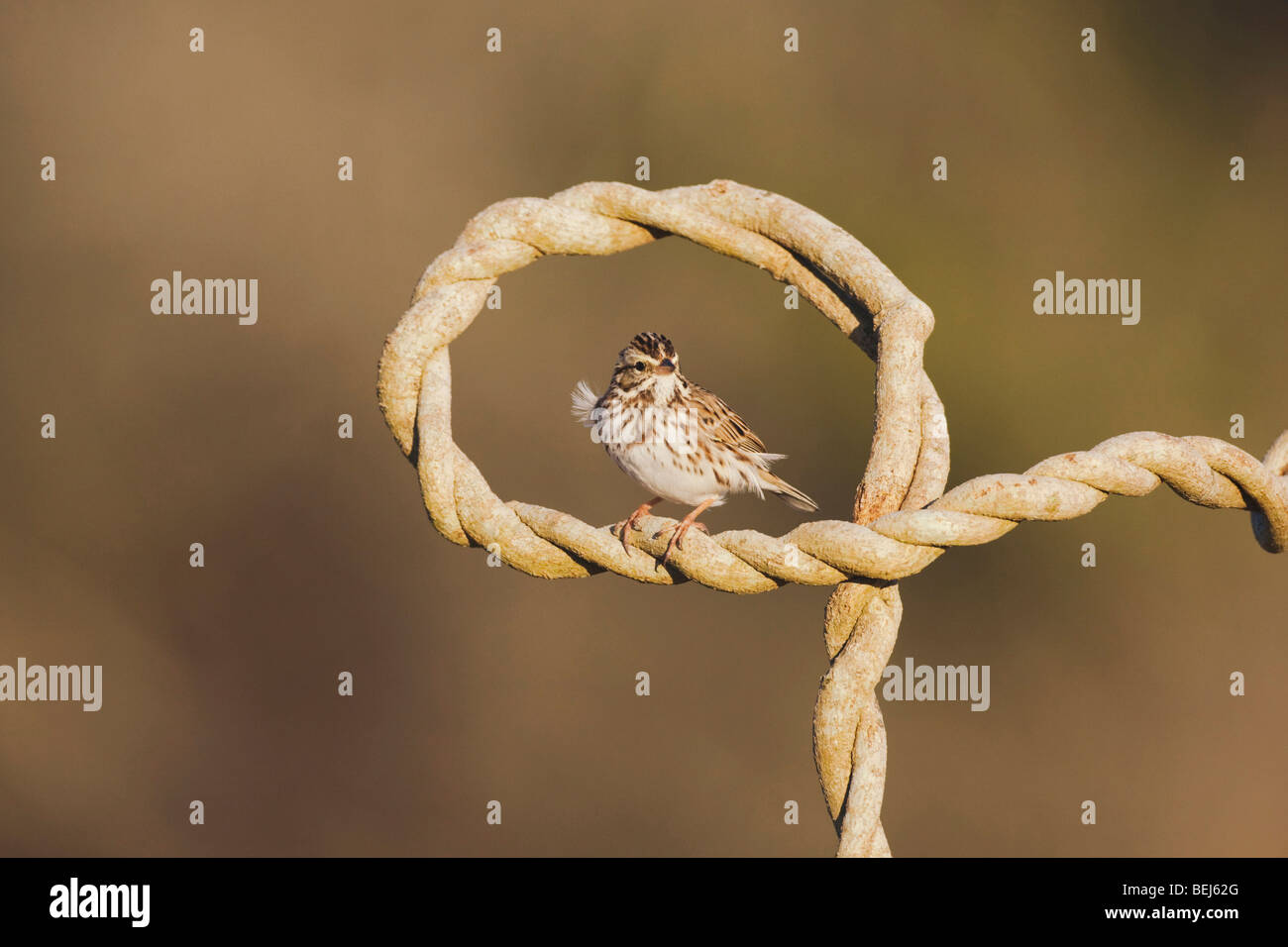 Il Savannah Sparrow (Passerculus sandwichensis), Adulto, Sinton, Corpus Christi, Coastal Bend, Texas, Stati Uniti d'America Foto Stock