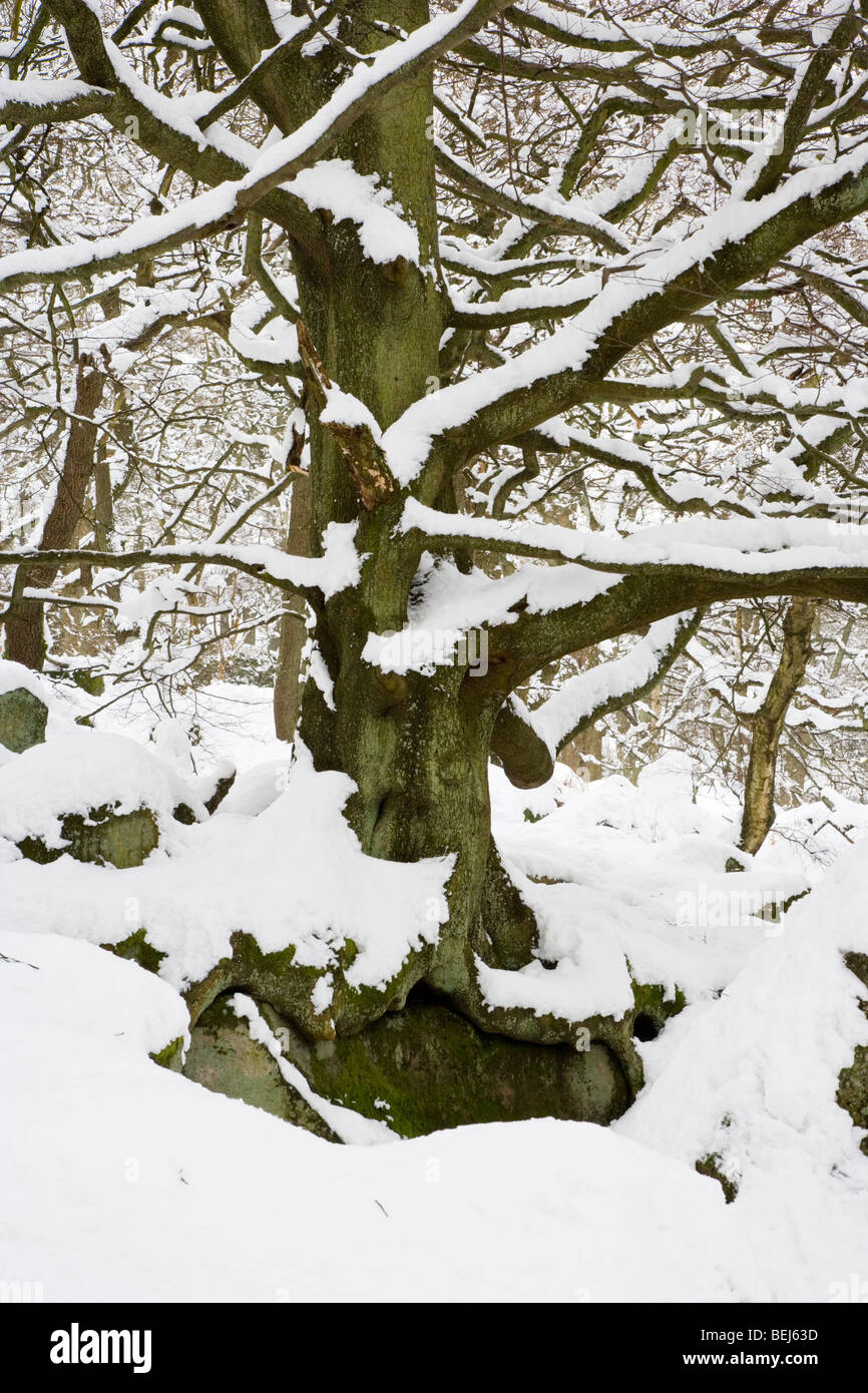 Bosco sotto una coltre di neve a Padley Gorge sul Longshaw tenuta vicino a Hathersage in Peak District nel Derbyshire Foto Stock