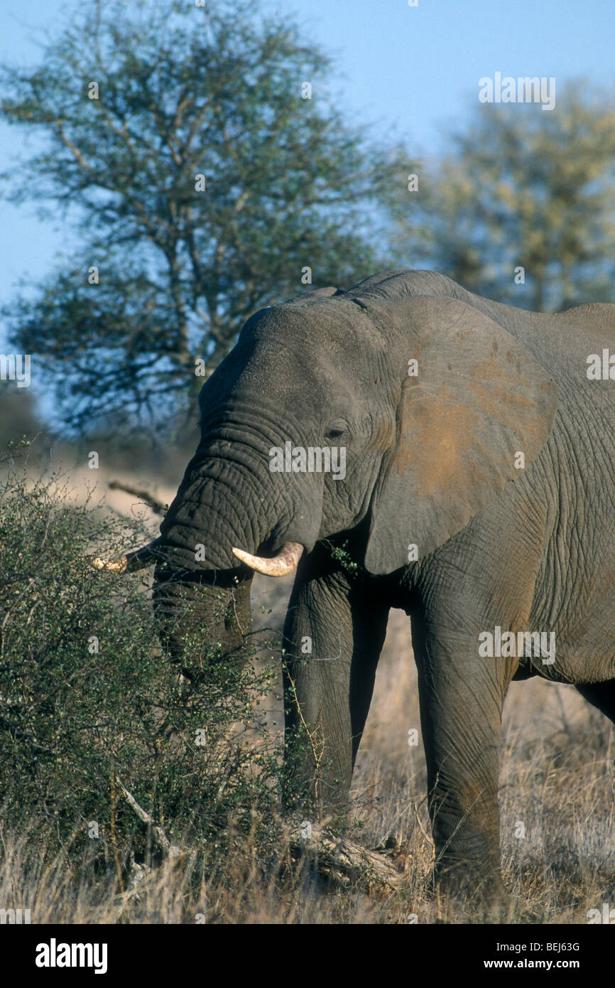 Elefante africano (Loxodonta africana) mangiare ramoscelli da bush nella prateria a secco del Lowveld Kruger National Park, Sud Africa Foto Stock