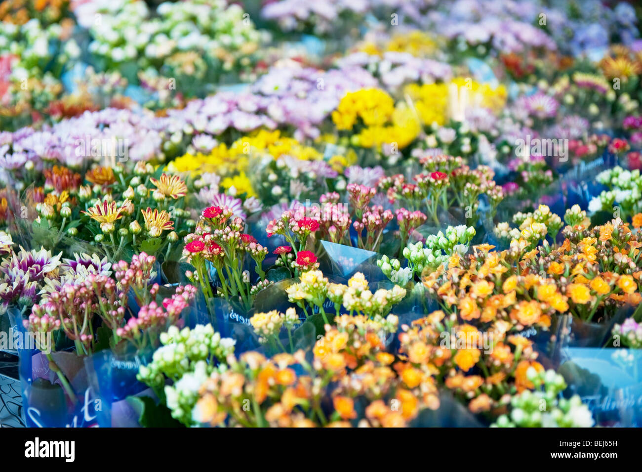 Fiori colorati in negozio in Italia outdoor con molti fiori Foto Stock