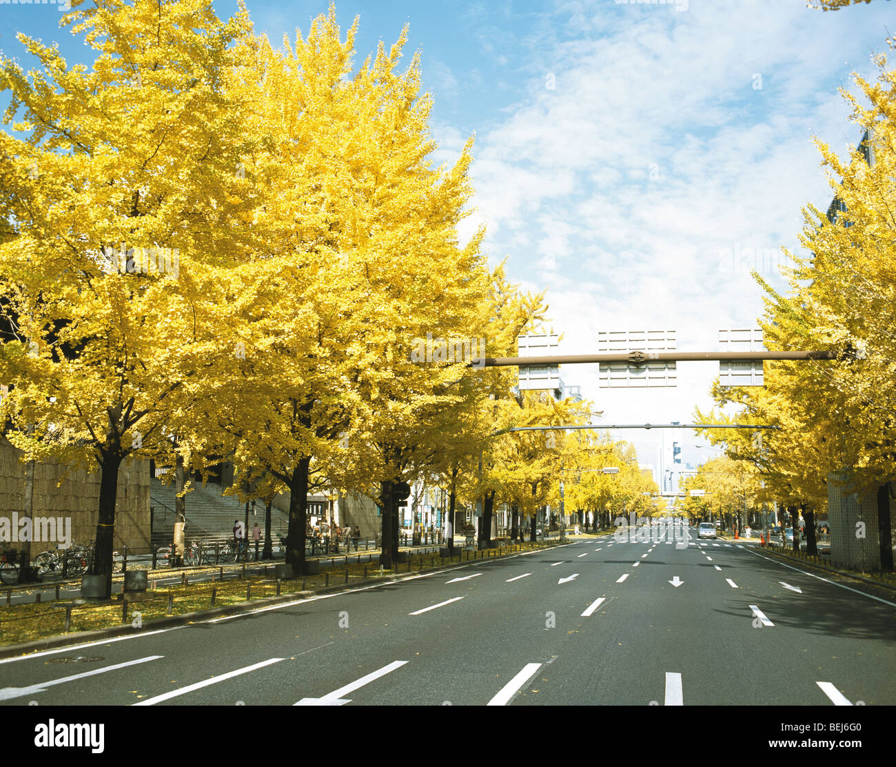 Strada fiancheggiata con alberi di gingko in Midosuji, Giappone Foto Stock