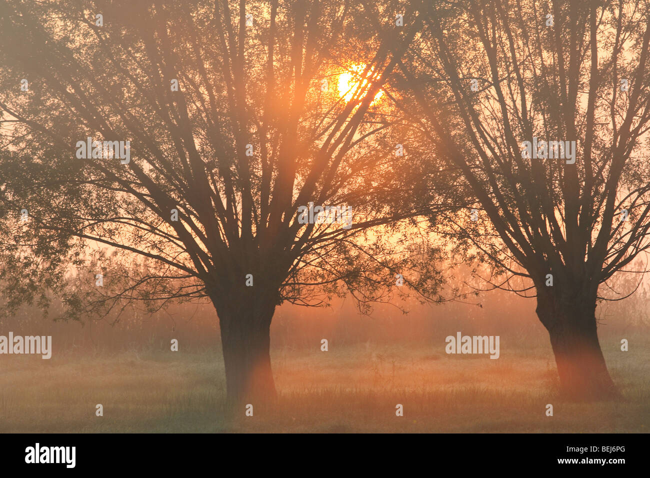 Fila di pollard salici (Salix sp.) con sunrise e la nebbia, Belgio Foto Stock