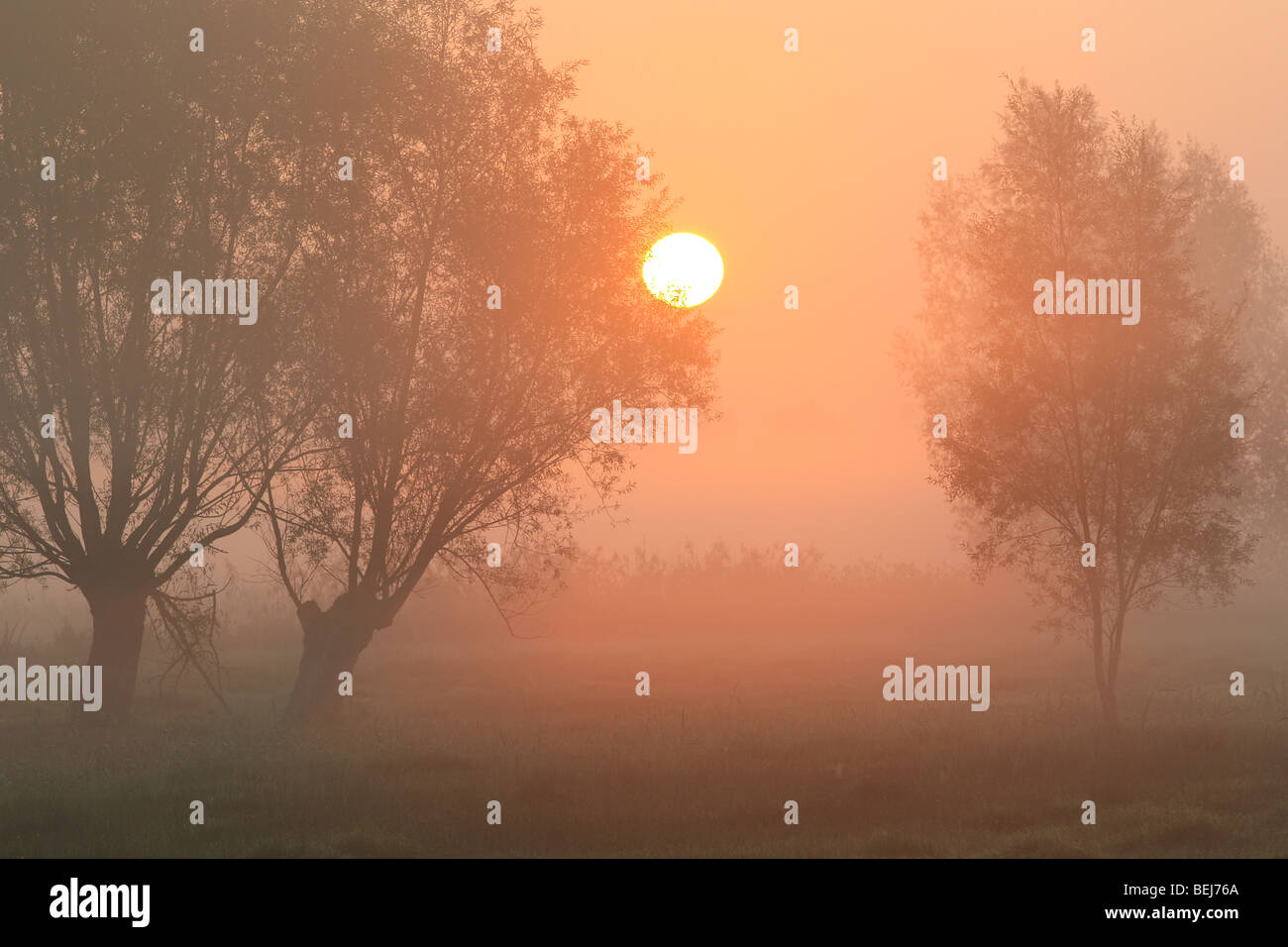 Fila di pollard salici (Salix sp.) con sunrise e la nebbia, Belgio Foto Stock