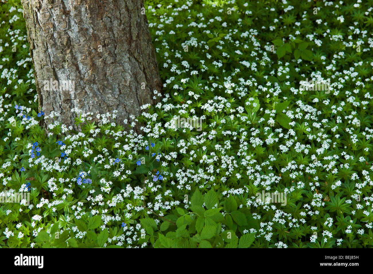 Galium odoratum fiori, Monte Baldo, Trentino Alto Adige, Italia Foto Stock