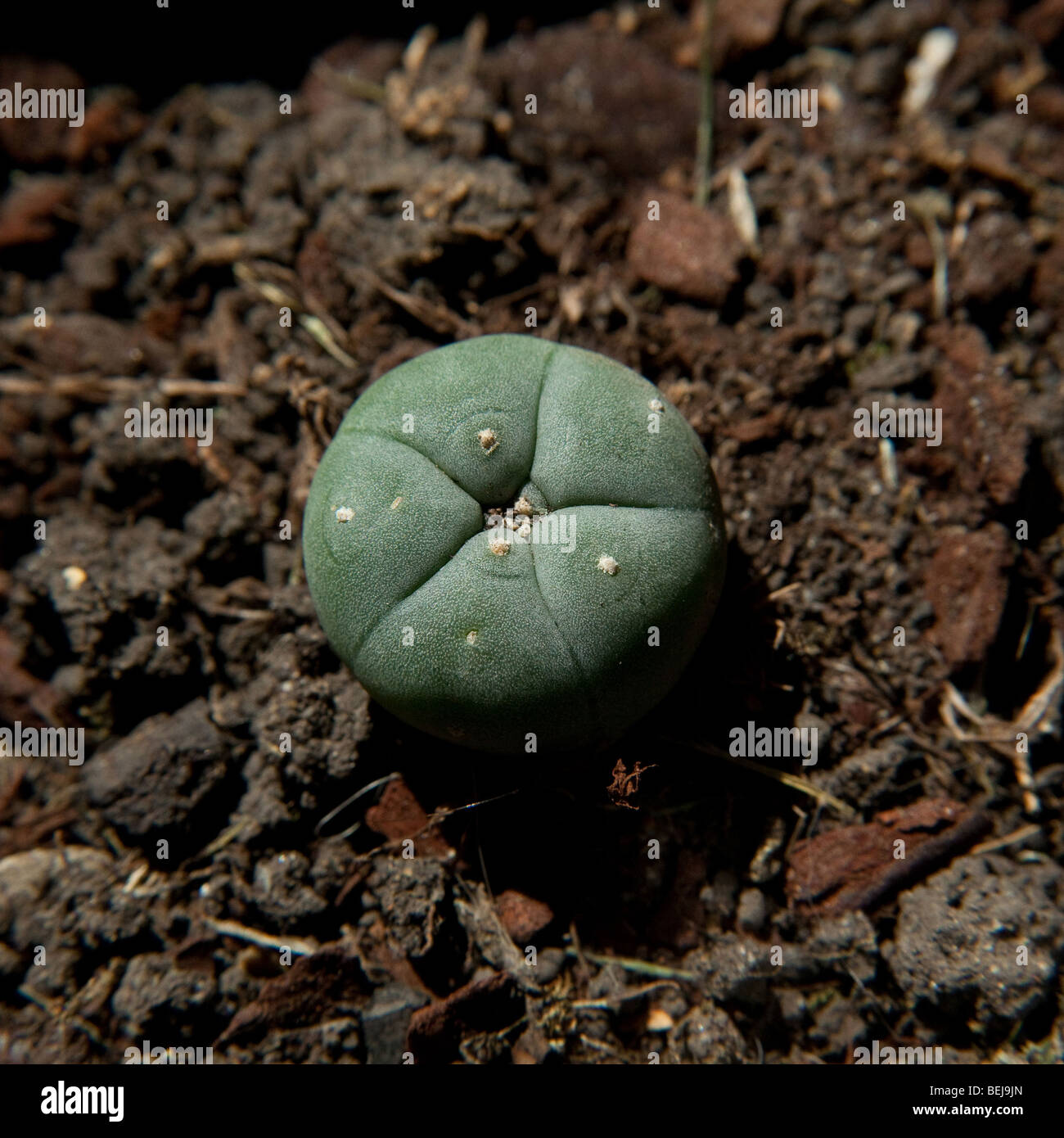 Cactus Peyote Lophophora williamsii o Mescal pulsante. utilizzato come un allucinogeno dai nativi americani e droghe ricreative utente Foto Stock