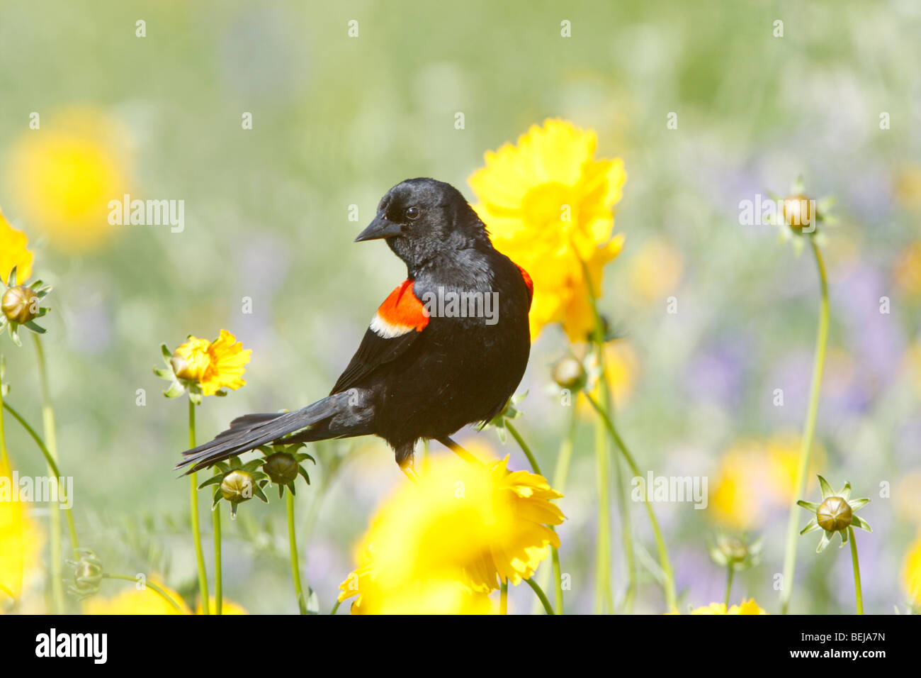 Rosso-winged Blackbird appollaiato in fiori selvatici Foto Stock