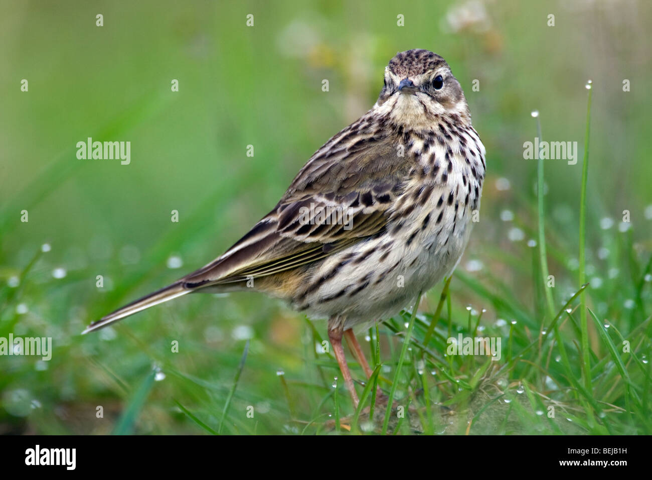 Meadow pipit (Anthus pratensis) in pascolo, Belgio Foto Stock