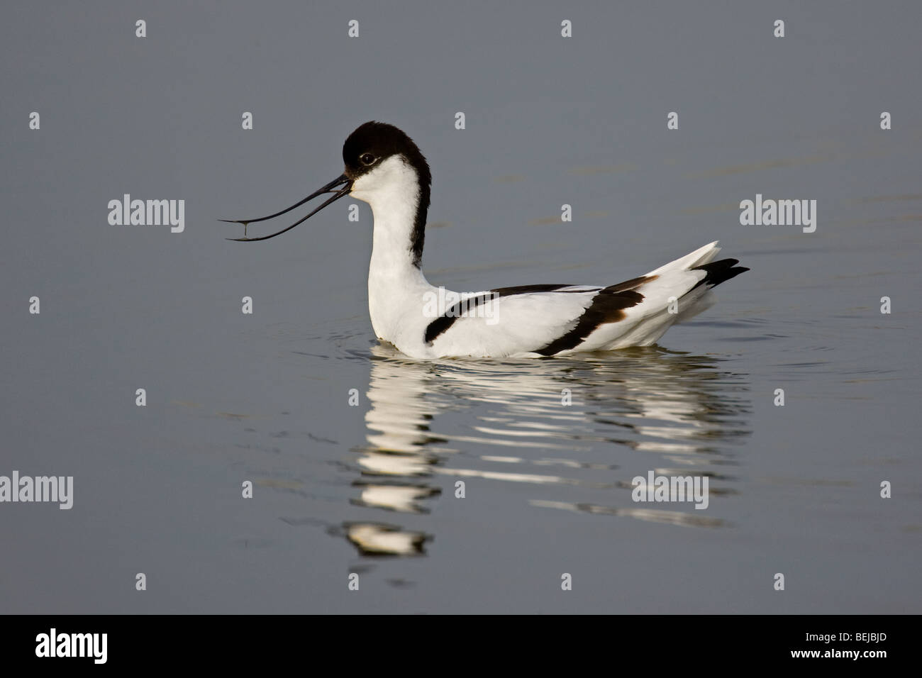 Avocet (Recurvirostra avosetta) foraggio, Belgio Foto Stock