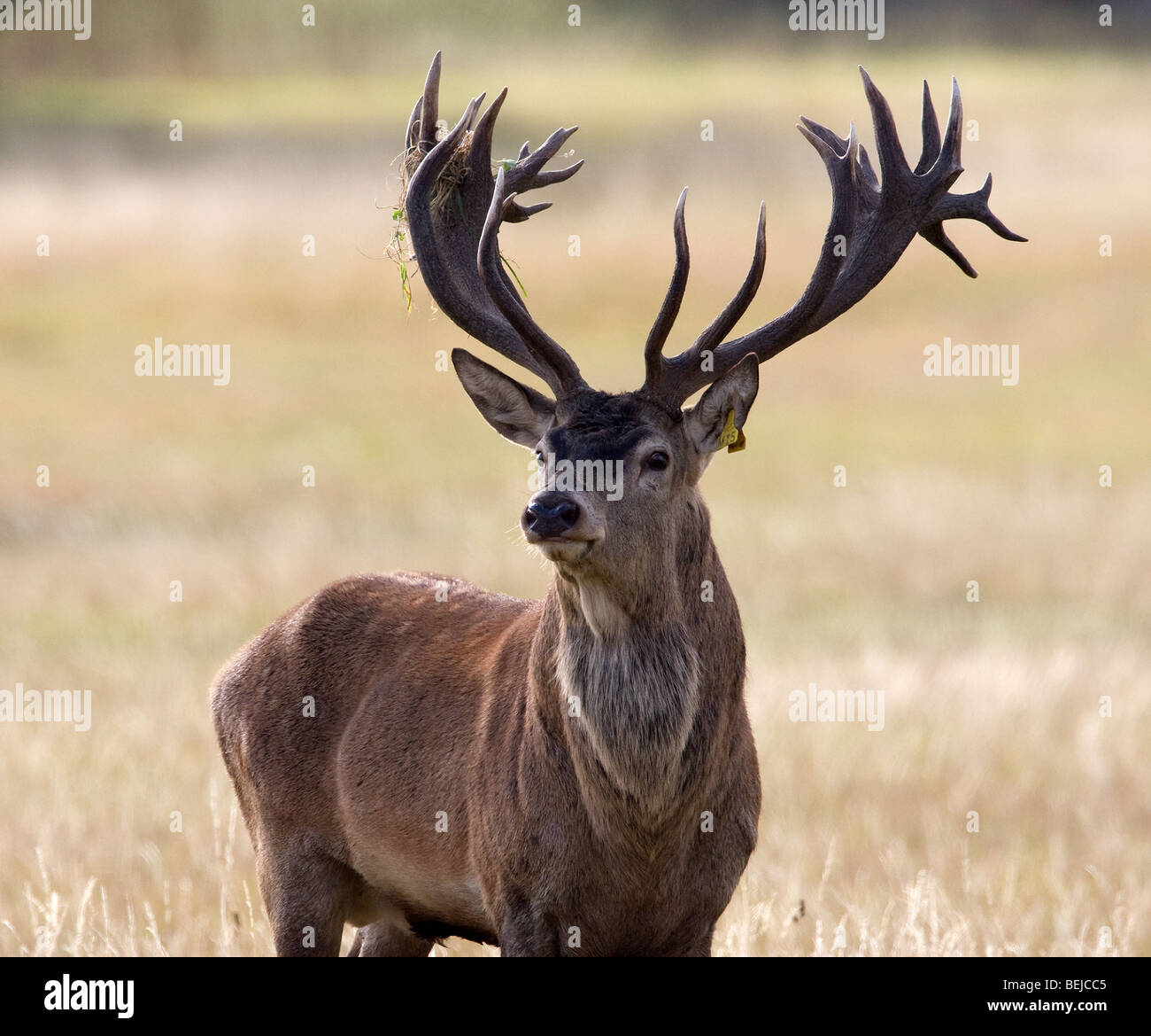 Red Deer stag vicino a parco aperto Foto Stock