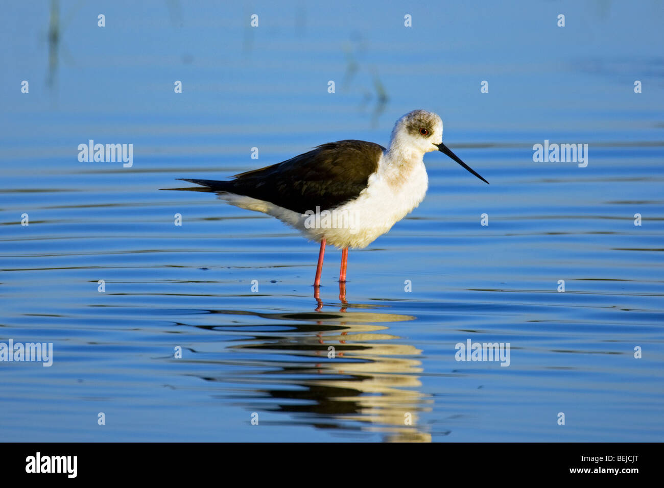 Black-winged Stilt / Comune Stilt / Pied Stilt (Himantopus himantopus) guadare in acqua poco profonda Foto Stock