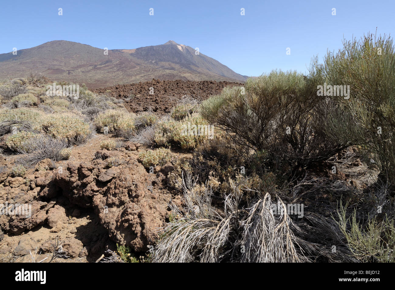 Paesaggio nel Parco Nazionale del Teide Tenerife Spagna Foto Stock