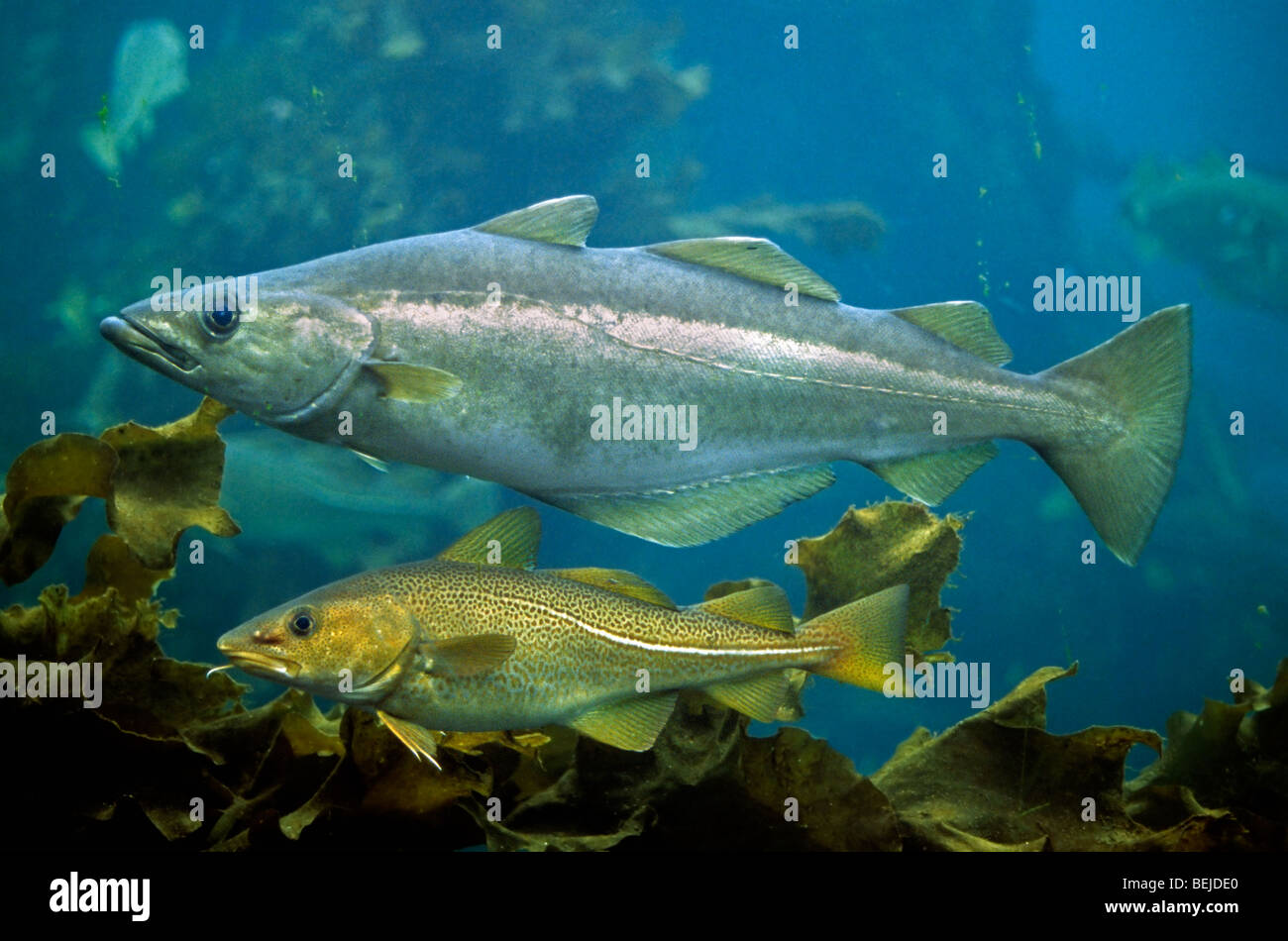 Merluzzo bianco (Gadus morhua) ed europea pollock (Pollachius pollachius) nuoto subacqueo, Scandinavia, Norvegia Foto Stock