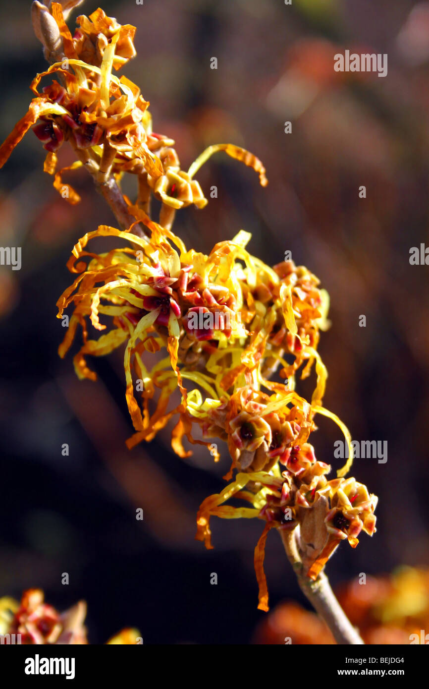 HAMAMELIS BARMSTEDT ORO. Amamelide Foto Stock