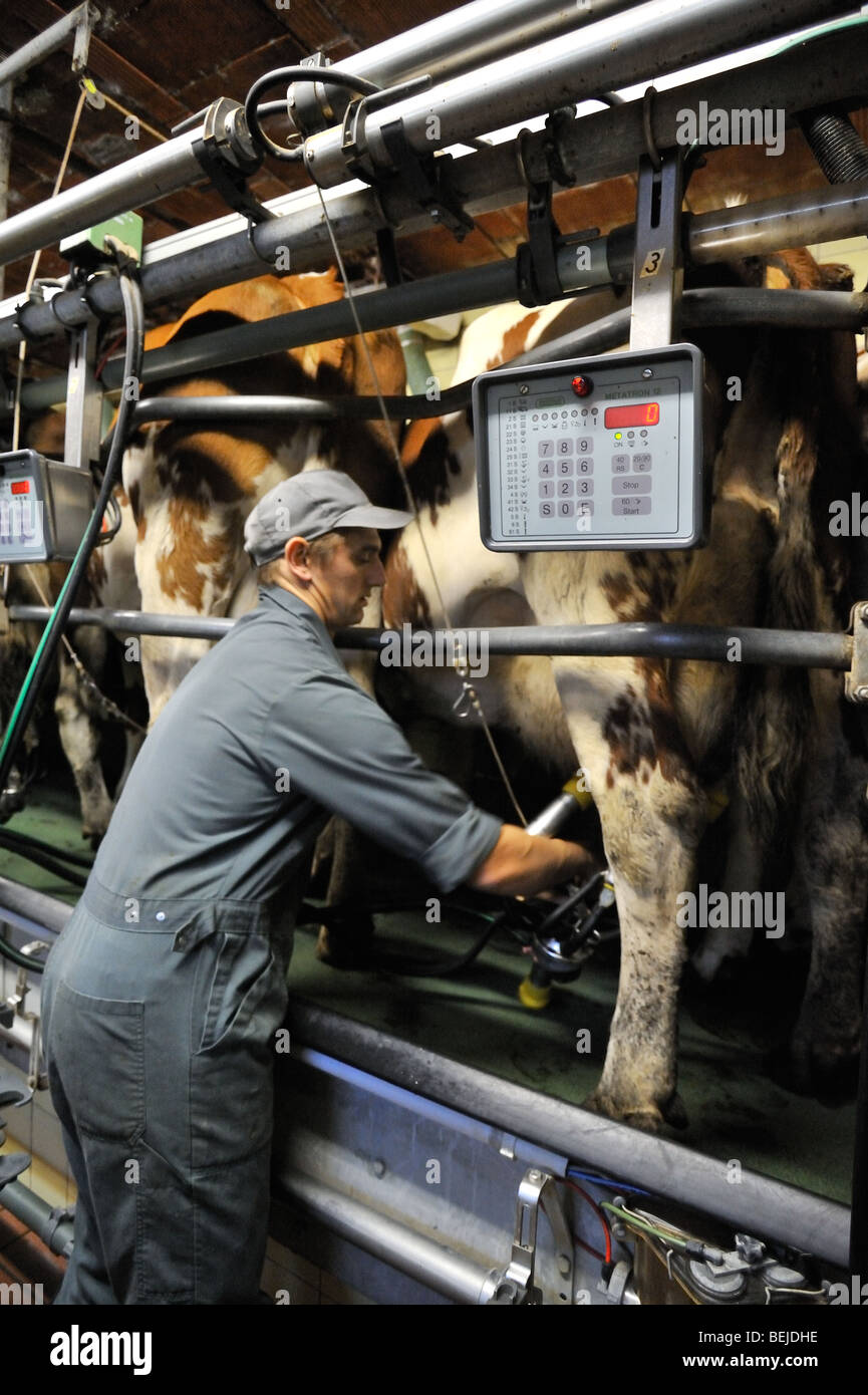 Milker il fissaggio di vacca (Bos taurus) mammella alla mungitura automatica macchina in sala di mungitura a dairy farm Foto Stock
