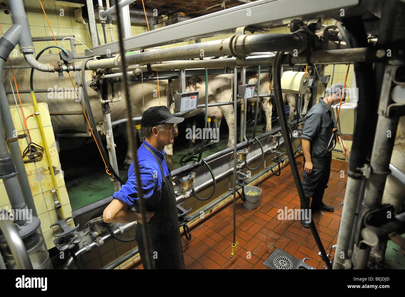 Milker e vacche (Bos taurus) con mammelle attaccata alla mungitura automatica macchina in sala di mungitura a dairy farm Foto Stock Milker e vacche (Bos taurus) con mammelle attaccata alla mungitura automatica macchina in sala di mungitura a dairy farm Foto Stock