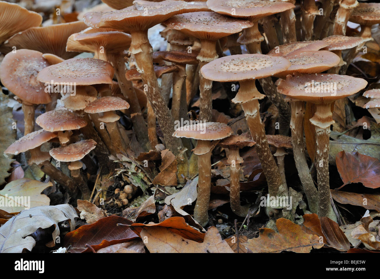 Il miele scuro (fungo Armillaria solidipes / Armillaria ostoyae) cresce in cluster su tronco di albero nella foresta di autunno Foto Stock