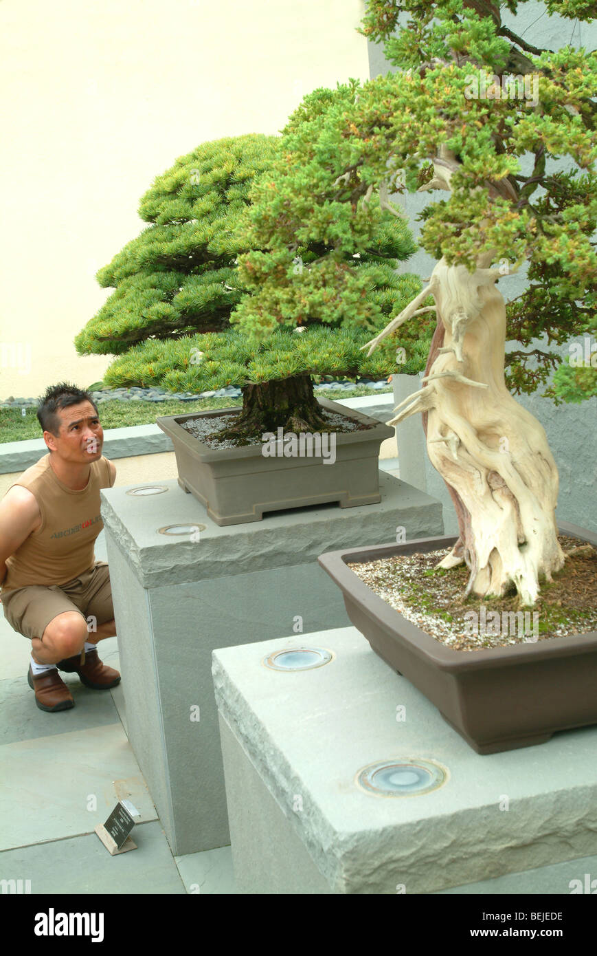 Stati Uniti Washington DC National Arboretum albero di Bonsai sul display Foto Stock