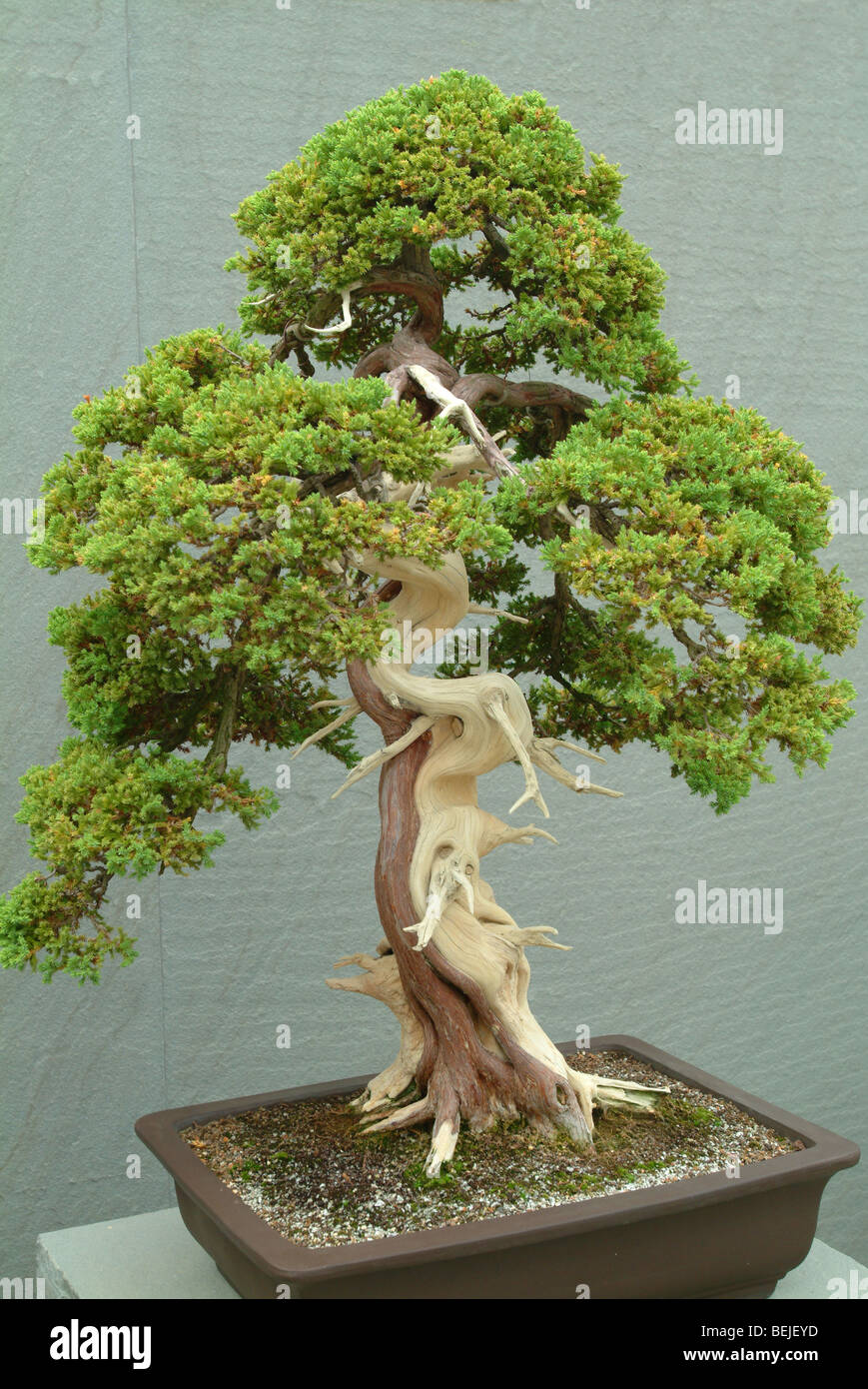 Stati Uniti Washington DC National Arboretum albero di Bonsai sul display Foto Stock