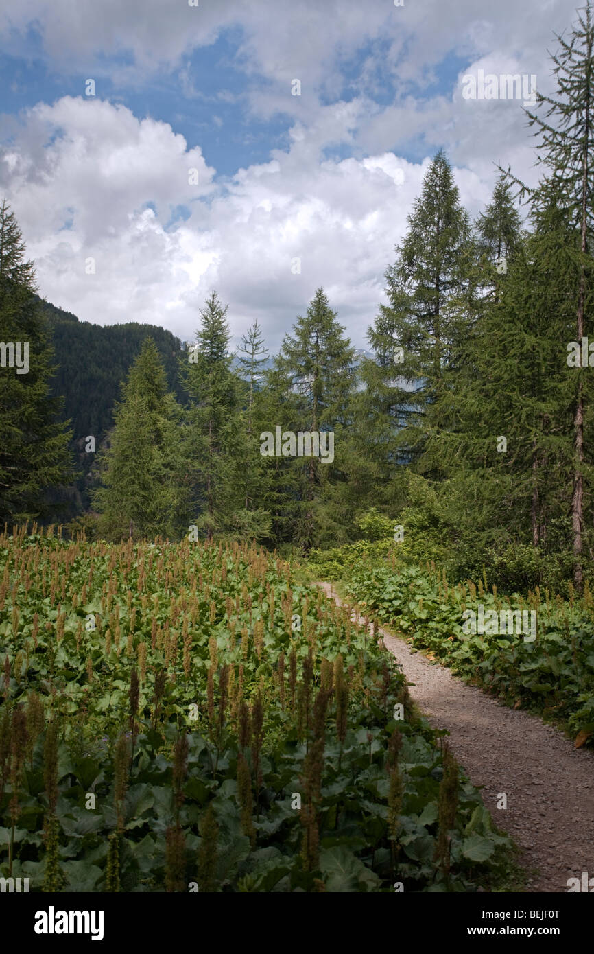 Percorso attraverso foreste di montagna paesaggio, Pian Palu nella Valle del Monte Alpi, Nord Italia Foto Stock