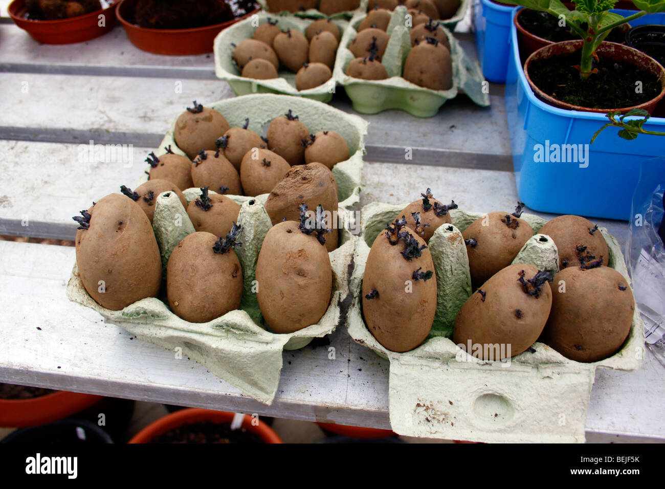 CHITTING tuberi seme di patate prima di piantare. Foto Stock