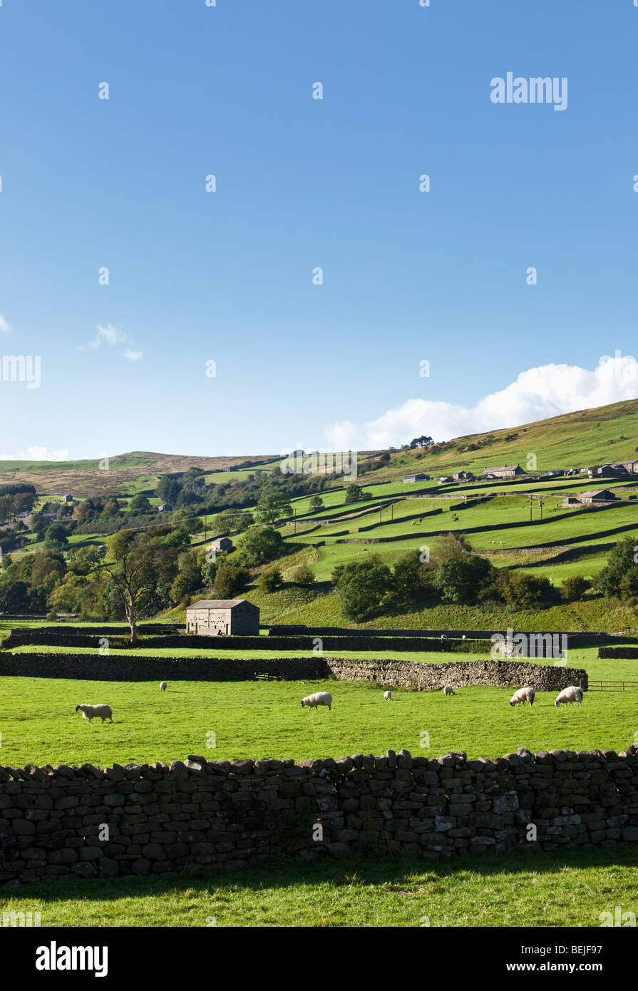 Swaledale, Yorkshire Dales National Park, North Yorkshire, Inghilterra, Regno Unito Foto Stock