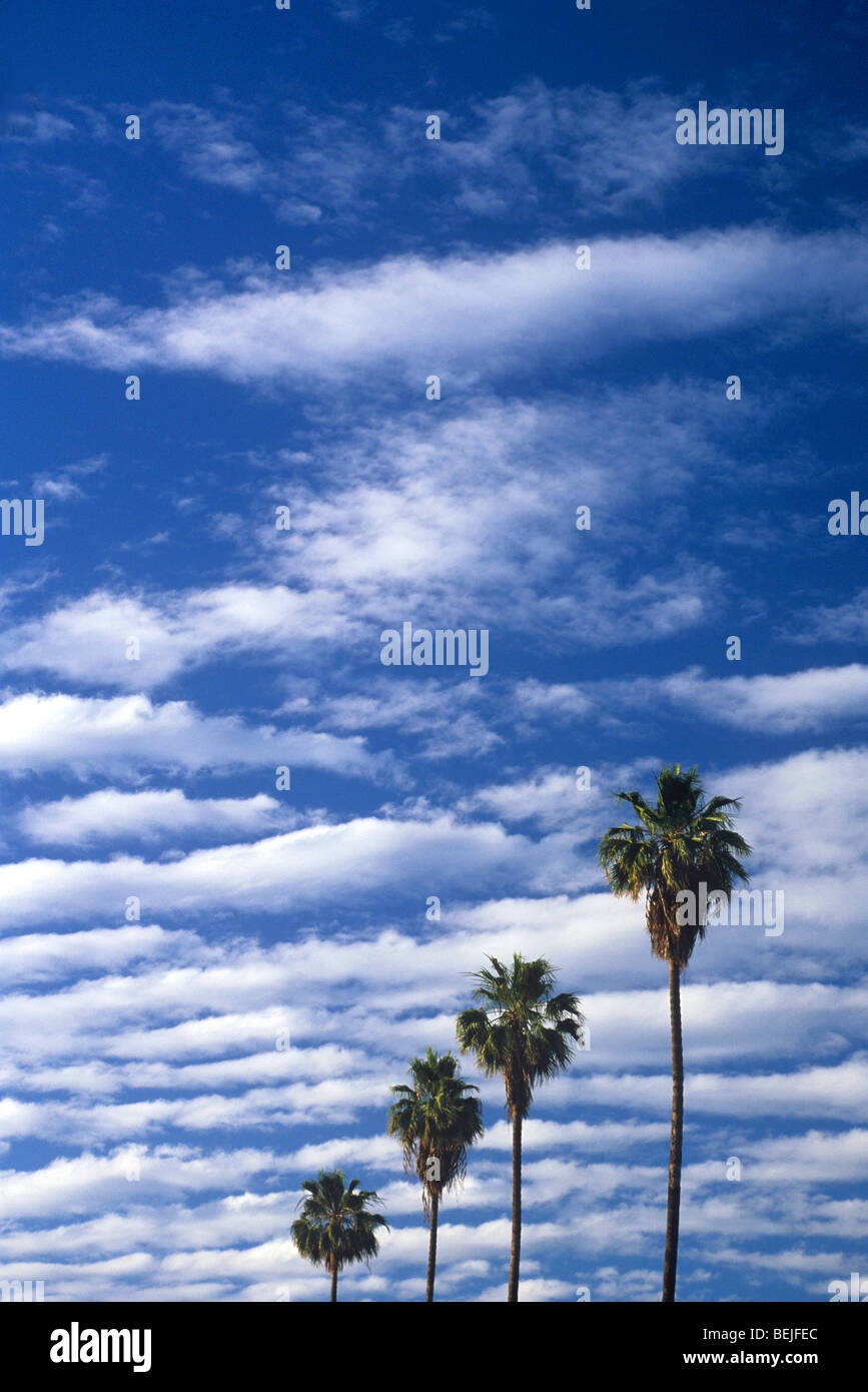 Le palme in Santa Monica Foto Stock