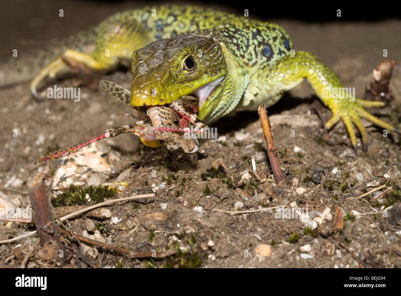 Ocellated lizard (Lacerta lepida) Foto Stock
