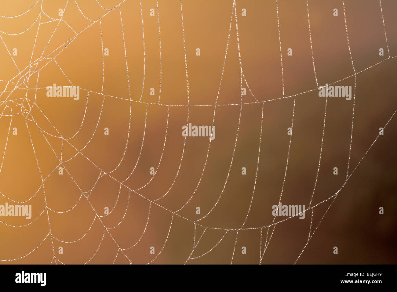 Spider Web coperto di rugiada, Belgio Foto Stock
