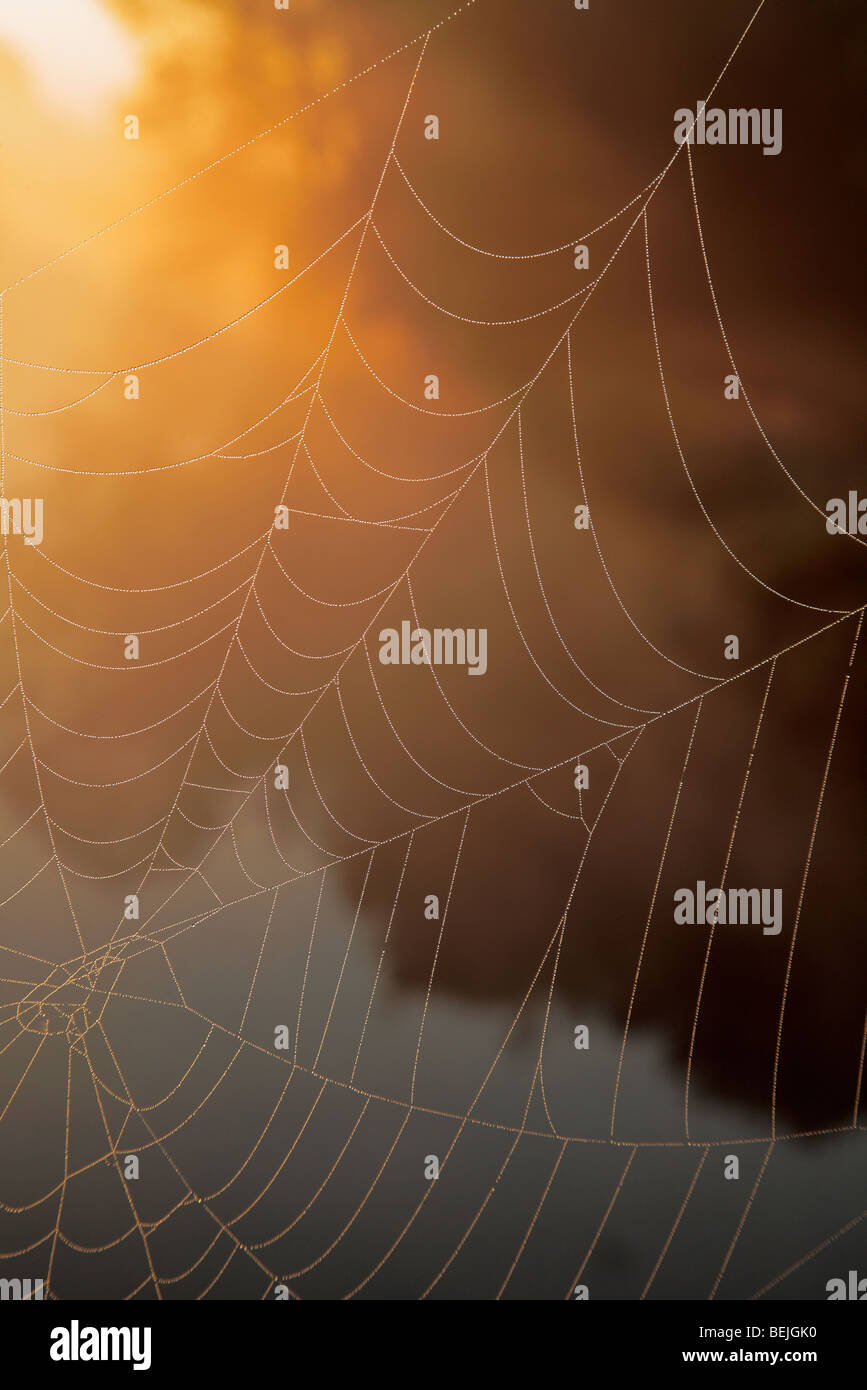 Spider Web coperto di rugiada, Belgio Foto Stock