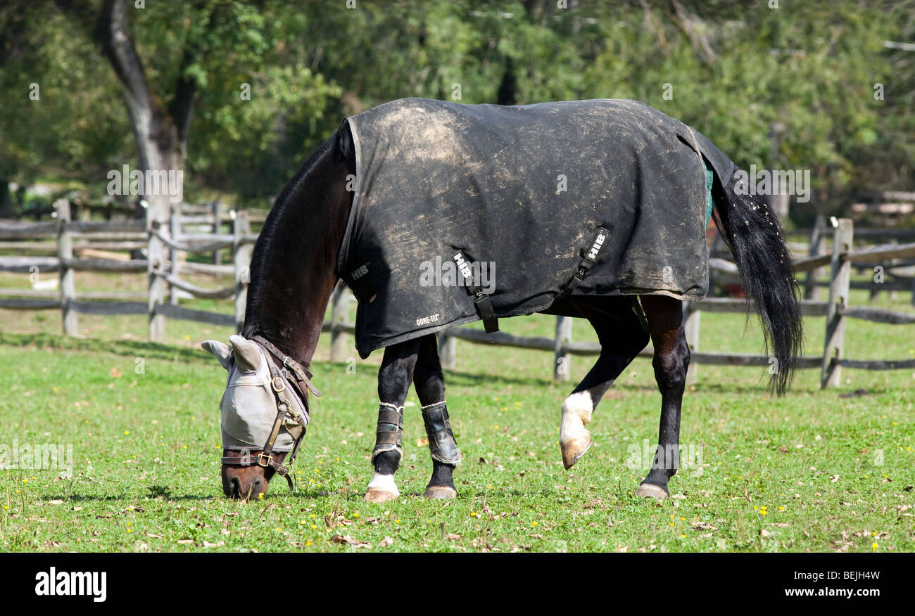 Un cavallo al pascolo in un recintato in prato. Il cavallo è indossando un gor-tex coperta di cavallo e un occhio e una protezione per le orecchie. Foto Stock
